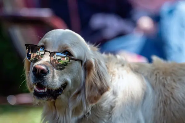 Golden Retriever dog with sunglasses in the garden on a sunny day. Selective focus