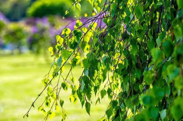 Bokeh ile bulanık arka planda yeşil yapraklı huş dalı