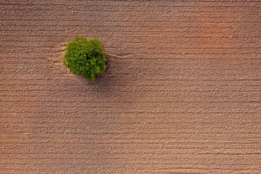Tarlada büyüyen bir ağacın havadan görünüşü. Üst alt görünüm.