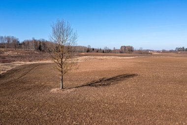 Tarlaya sürülmüş yalnız ağaçla İlkbahar manzarası.