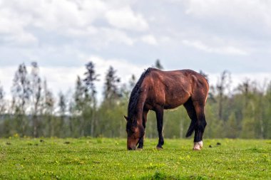 Yağmurlu bahar gününde yeşil bir çayırda at otluyor. Kırsal alan. Letonya