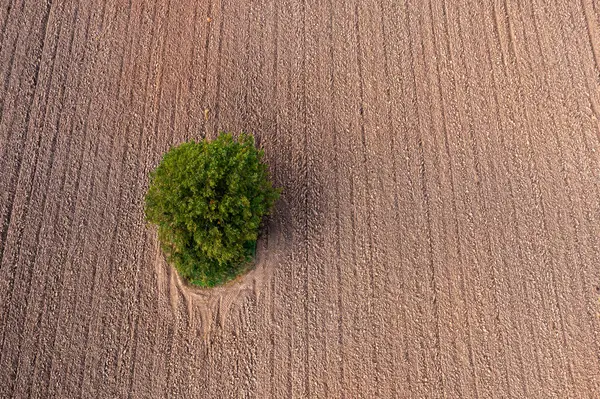 Aerial view of a tree growing on a ploughed field. Top down view.