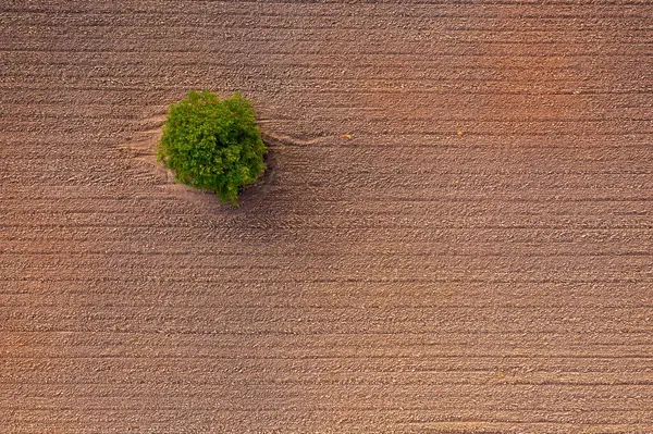 Aerial view of a tree growing on a ploughed field. Top down view.
