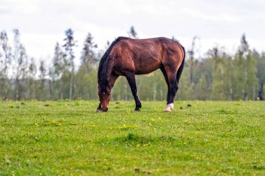 Yağmurlu bahar gününde yeşil bir çayırda at otluyor. Kırsal alan. Letonya