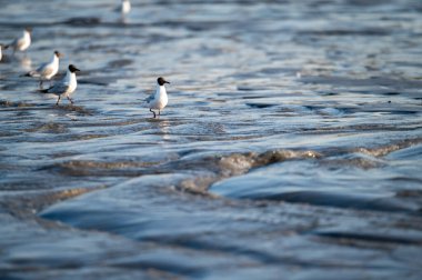 Kumsal restorasyonu bir kum nakil sistemi kullanılarak, martılar yeni restore edilmiş sahil boyunca yürür.