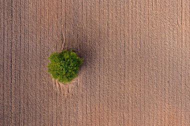 Tarlada büyüyen bir ağacın havadan görünüşü. Üst alt görünüm.