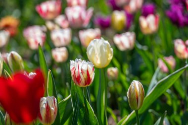 Mor ve beyaz lalelerin açtığı bir alan. Kopyalama alanı ile bulanık arkaplan.