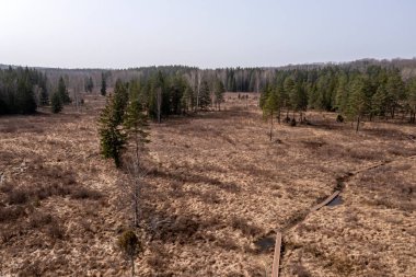 Chuzu bataklığının içinden geçen bir orman bölgesi. Letonya.