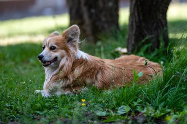 Galli Corgi köpeği bahçedeki çimlerin üzerinde yatıyor.