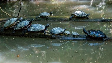 Turtles relax on a log in tranquil water surrounded by greenery. clipart