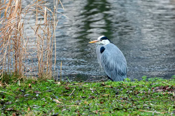 stock image A grey heron waits patiently by the water's edge in the morning light.