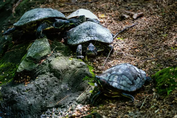 stock image Turtles relax on sun-warmed rocks near a flowing stream in the forest.