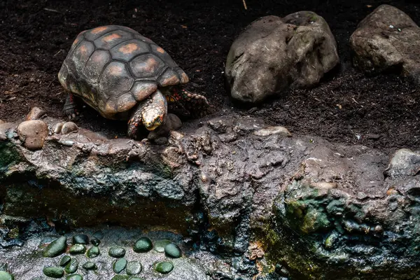 stock image A tortoise explores its habitat, moving among rocks and dark soil.