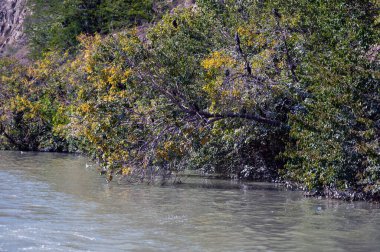 Uzun ağaçlar, güneş ışığını yansıtan canlı sonbahar yapraklarıyla huzurlu nehrin üzerine eğilir..