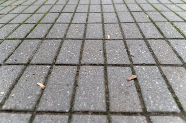 Gün ışığında yemyeşil bir bahçede, desenli asfalt bir geçitin yakın görüntüsü, desen ve tasarım sergiliyor.