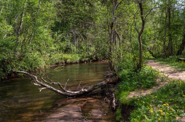 Baharın güneşli bir öğleden sonrasında yemyeşil ormanda dolambaçlı sakin bir dere.