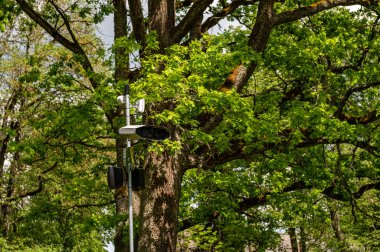 Gözetleme cihazları canlı yeşil yaprakları olan büyük bir ağacın yanına yerleştirilmiş..