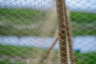 Bu düzenek yeşilliklerle çevrili sakin bir su kütlesinin yanında bir balık ağını gösteriyor..