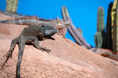 İguanalar Fas 'ın çölünde açık mavi bir gökyüzünün altında kayalık arazide dinlenirler..