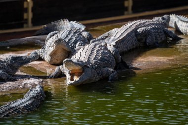Büyük timsahlar, parlak güneş ışığı altında sakin yeşil bir su kütlesinin yanında kayaların üzerinde dinlenirler..