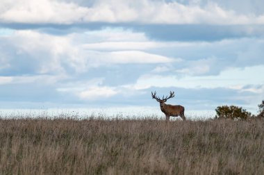 Sonbaharda çayırlarda çiftleşme mevsiminde büyük boynuzlu kırmızı geyik. Cervus elaphus