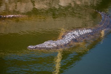 Gün ortasında Fas sularında yüzen timsah.