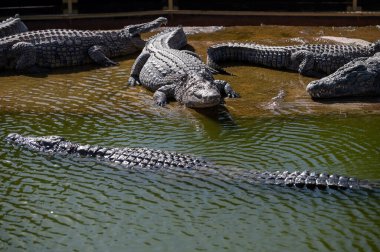 Öğleden sonra Fas 'ta bir nehir kıyısında güneşlenen timsahlar.