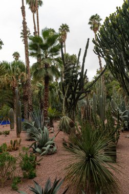 Ziyaretçiler, Fas 'taki çeşitli kaktüsler ve palmiyelerle dolu canlı bir bahçede geziniyorlar..