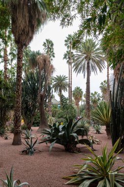 Canlı bahçe manzarası. Palmiye ağaçları ve Fas 'taki eşsiz çöl bitkileri.
