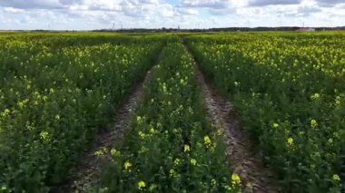 İnsansız hava araçları canlı tarım mevsiminde kolza tohumu tarlalarının üzerinde uçar.