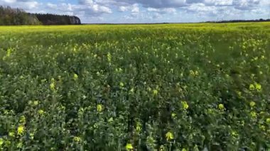 Sarı raptohum tarlası bulutlu bir bahar gökyüzünün altında açar, doğanın güzelliğini ön plana çıkarır..