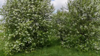 Parlak yeşil bir manzarada çiçek açan ağaçların üzerinde çarpıcı bir dron uçuşu