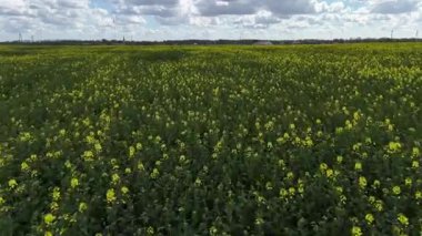 Canlı kolza tohumu tarlaları üzerinde insansız hava aracı uçuşu ilkbaharda tarımsal uygulamaları gösteriyor