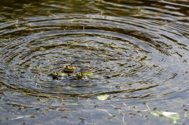 Bir kurbağa su yüzeyinde dinlenir, bitki artıklarıyla çevrili iken dalgalanmalar yaratır..