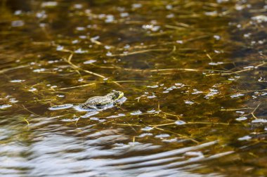 Yeşil bir kurbağa, su bitkileri ve güneş ışığıyla dolu sakin bir gölette zarifçe yüzer..