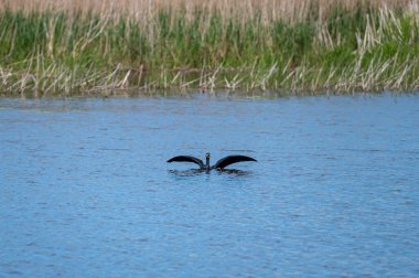 Karabatak, gün ışığında sakin bir sulak alanda süzülürken kanatlarını açar..