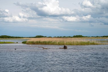 Canlı sulak arazi, gündüz saatlerinde bulutlu uzun otlar ve sakin sulara sahiptir..
