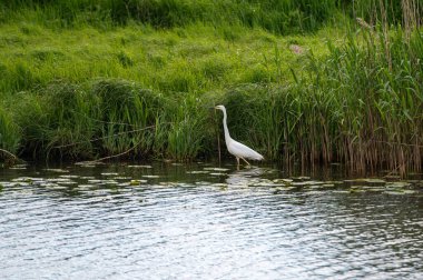 Beyaz balıkçıl, gün ışığında, uzun otların yanında huzurlu bir nehrin kenarında sığ sularda yüzer..