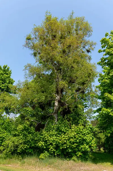 Uzun, canlı bir ağaç, güneşli bir park ortamında yoğun bir yeşilliğin ortasında göze çarpar..