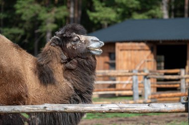 Deve, ahşap bir çitin yanında durur ve çevreyi gözlemler..