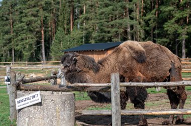 Bir deve, açık bir günde ağaçlarla çevrili bir çiftlikte su oluğuna yaklaşır..