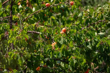 Girit 'te yaz güneşi altında yeşeren olgun meyvelerle dolu yemyeşil kayısı ağaçları..
