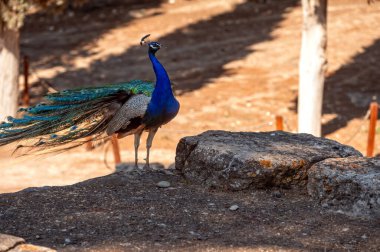Güzel bir tavus kuşu Girit 'teki engebeli arazide dururken renkli tüylerini sergiliyor..