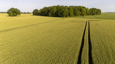 Uçsuz bucaksız altın tarlalar, açık mavi gökyüzünün altındaki ağaçlık alana doğru uzanıyor..