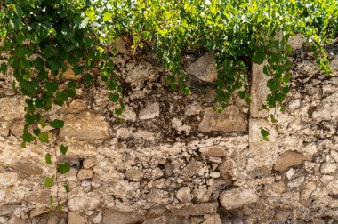 Girit 'in güneş ışığındaki yemyeşil sarmaşıklarla kaplı antik taş duvarların güzelliğini keşfedin..
