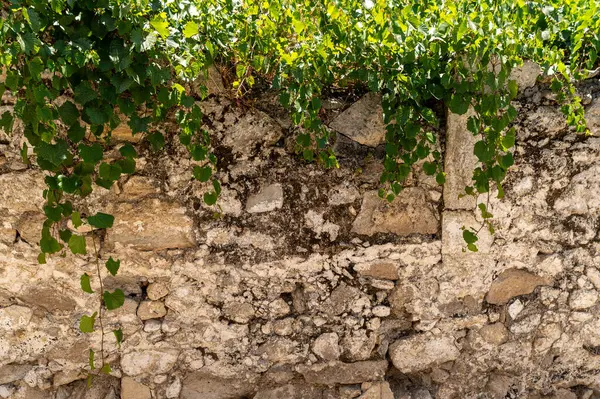 Girit 'in güneş ışığındaki yemyeşil sarmaşıklarla kaplı antik taş duvarların güzelliğini keşfedin..