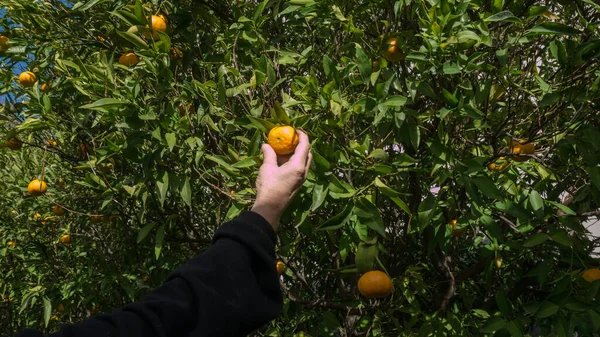 Clementinen Oder Mandarinen Direkt Vom Obstbaum Mit Der Hand Eines — Stockfoto