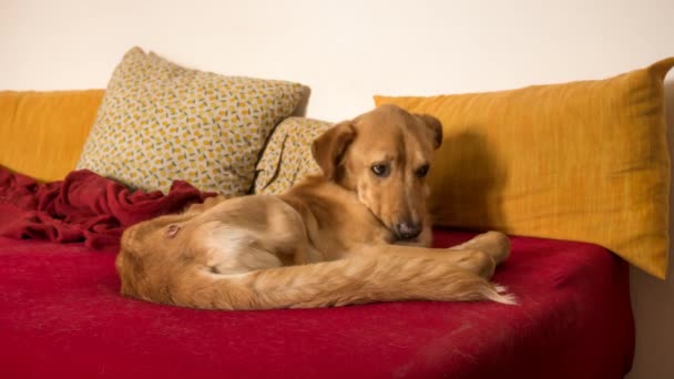 Σκύλος Που Κοιμάται Στον Καναπέ Και Στο Κρεβάτι Μετά Τον — Αρχείο Βίντεο