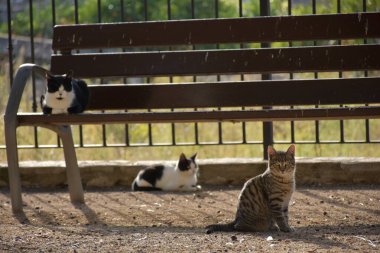 Kediler ve kediler sokakta