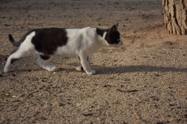 Sokaktaki beyaz kedi